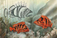 Tiger Rockfish